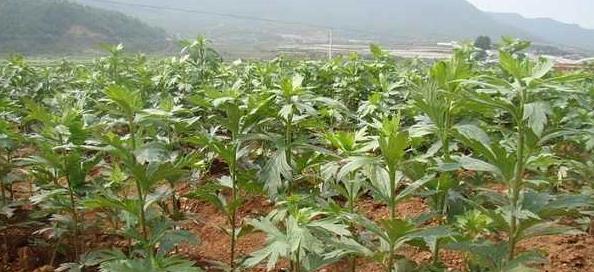 吊瓜子种植的最佳地点是什么？种植吊瓜子有哪些常见问题？