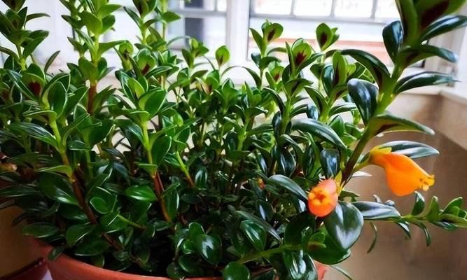 吊金鱼开花时间是多久？花期持续多久？