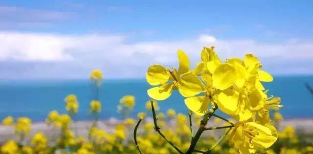 油菜花的花语是什么？油菜花有哪些寓意？