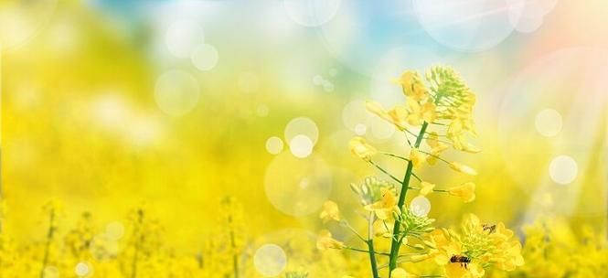 油菜花花语是什么？油菜花的含义和象征有哪些？