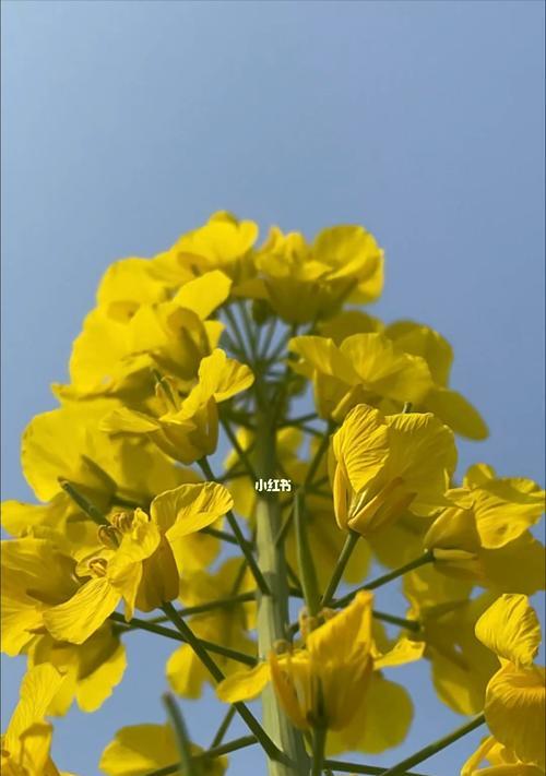 油菜花的文化背景有哪些？