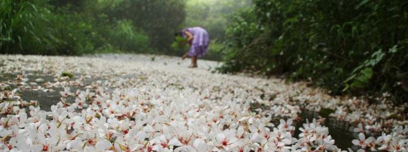 油桐花代表什么意思？油桐花的花语有哪些含义？