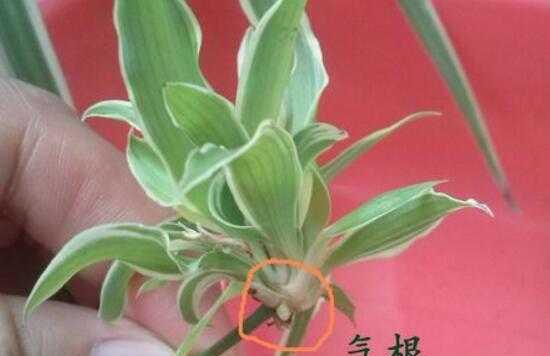 吊兰根部腐烂如何处理？有效预防和治疗方法是什么？