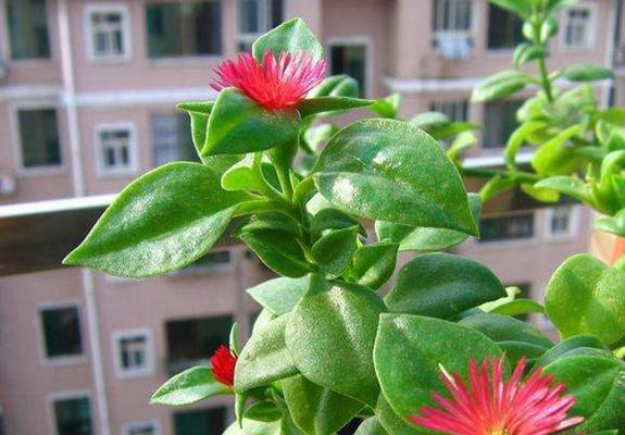 吊兰什么时候开花？花期持续多久？