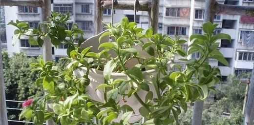 吊兰的花长什么样？如何辨认吊兰的花朵特征？