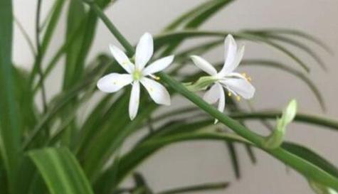吊兰的花语是什么？它代表了哪些意义？
