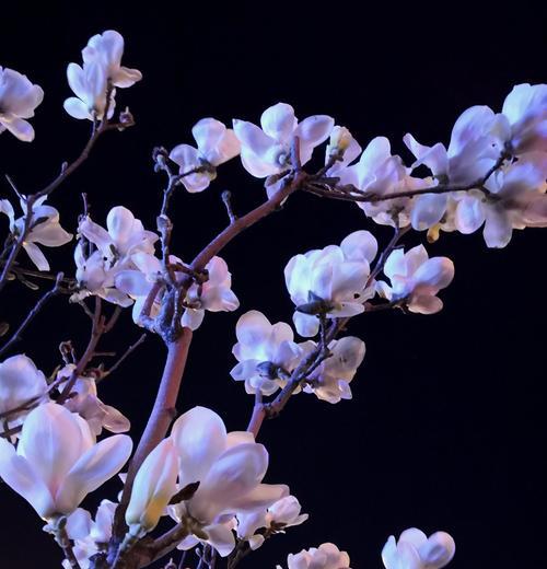 玉兰花的花语是什么？了解玉兰花的象征意义和文化背景？