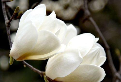 玉兰花的花语是什么？了解玉兰花的象征意义和文化背景？