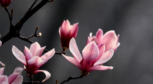 玉兰花象征着什么？玉兰花的寓意有哪些常见问题解答？
