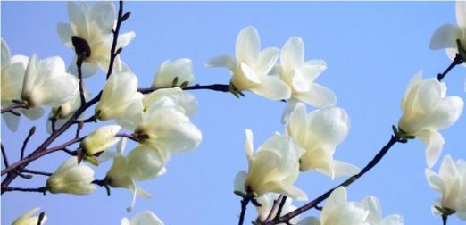 玉兰花象征着什么？玉兰花的寓意有哪些常见问题解答？