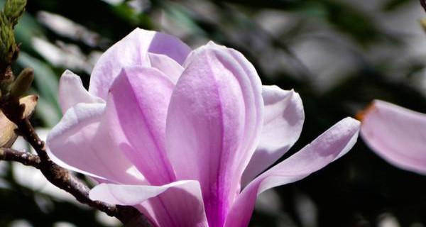 玉兰花象征着什么？玉兰花的花语和文化意义是什么？