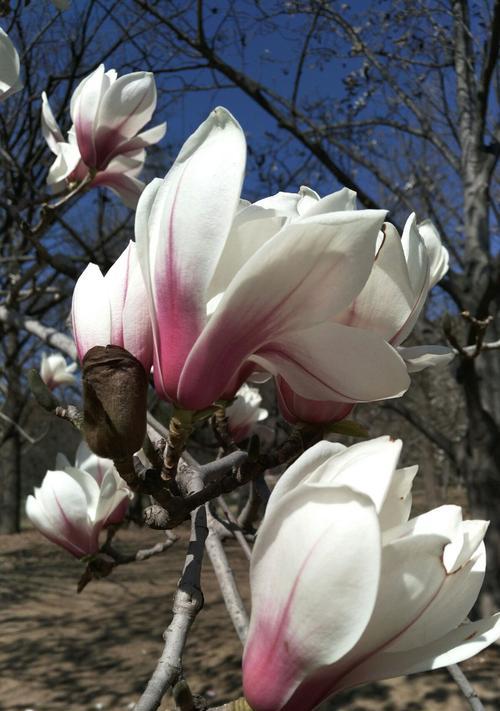 玉兰花象征着什么？玉兰花的花语和文化意义是什么？