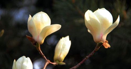 玉兰花象征着什么？玉兰花的花语和文化意义是什么？