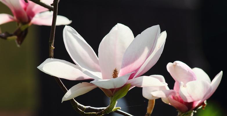 玉兰花语的象征意义是什么？了解玉兰的深层含义！