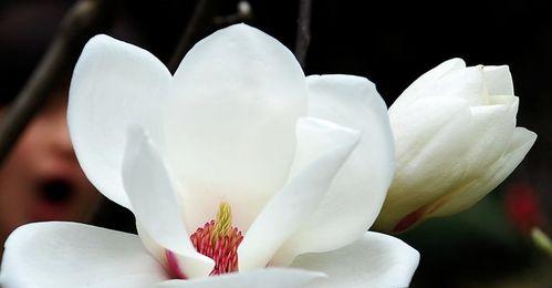 玉兰花语和寓意是什么？了解玉兰的象征意义和文化内涵？