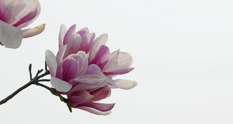 玉兰花的寓意象征是什么？如何理解玉兰花的花语含义？