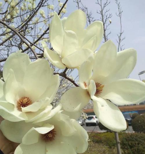 玉兰树象征什么？在风水中扮演什么角色？