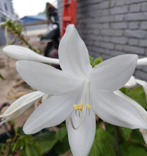 玉簪花的花语是什么？了解其独特含义和象征意义