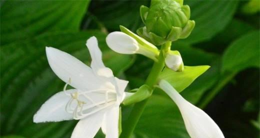 玉簪花的花语是什么？它有什么特别的寓意吗？