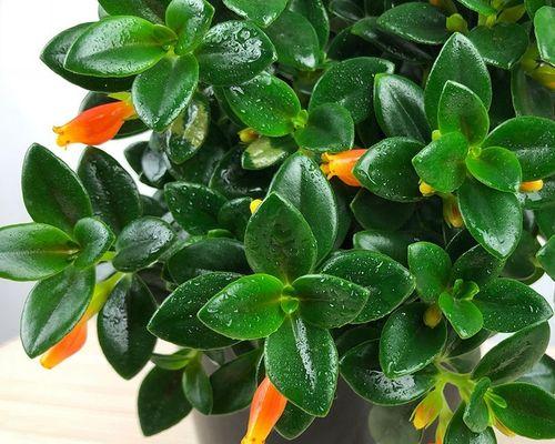 吊兰多久开花一次？如何正确养护以促进开花？