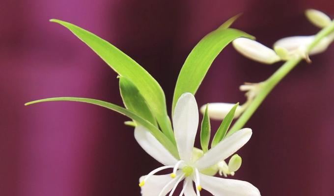 吊兰多久开花一次？如何正确养护以促进开花？