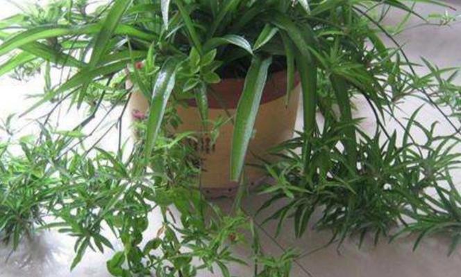 吊兰多久开花一次？如何正确养护以促进开花？