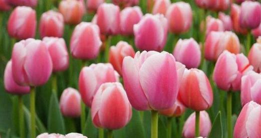 郁金香的花语是什么？它又代表着哪些寓意？