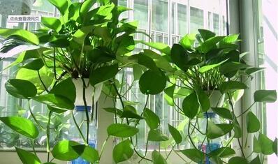 吊兰应该放在室内还是室外？如何根据环境选择最佳位置？