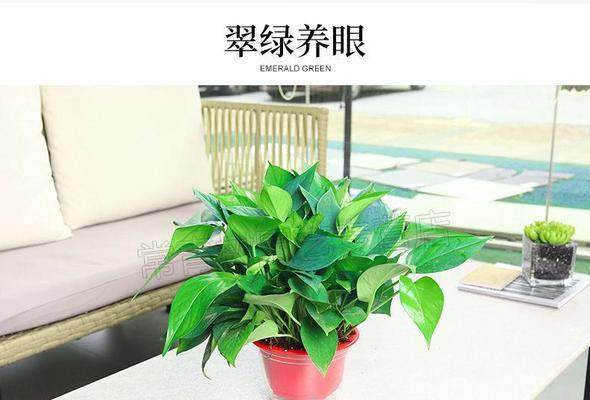 吊兰和绿萝哪个更好养？如何选择适合自己的室内植物？