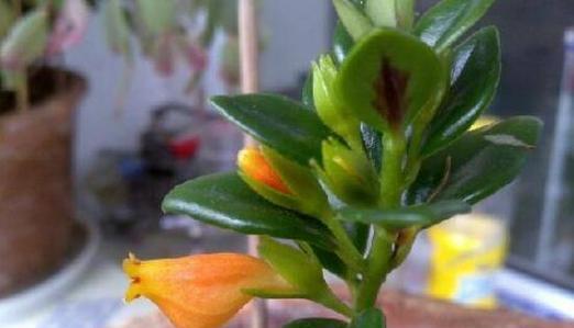 吊兰花养殖需要注意什么？如何正确养殖吊兰花？