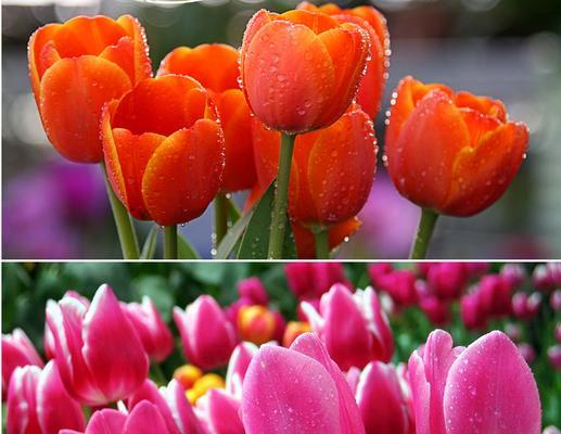 郁金香的颜色代表什么意思？不同颜色郁金香的花语有哪些？