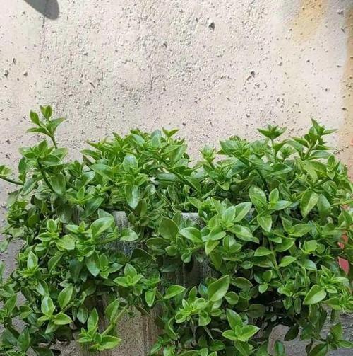 吊兰花养殖方法有哪些？如何确保吊兰花健康生长？