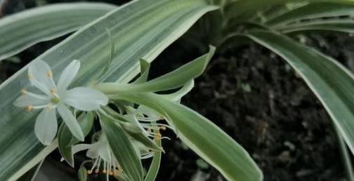 吊兰开花后怎么处理？如何促进其再次开花？