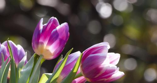郁金香花代表什么意义？如何正确解读郁金香的花语？