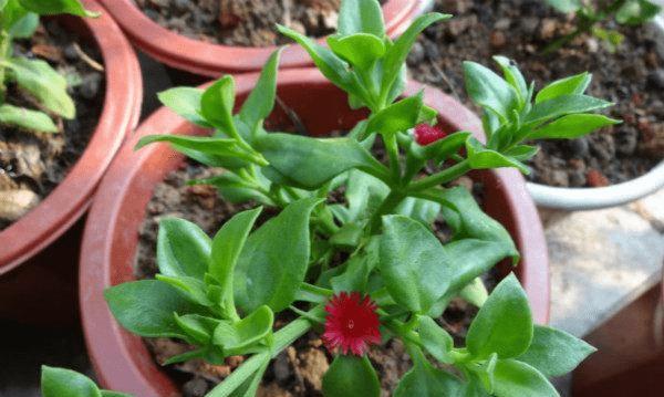 吊兰会开花吗？花期长且美丽的样子是怎样的？
