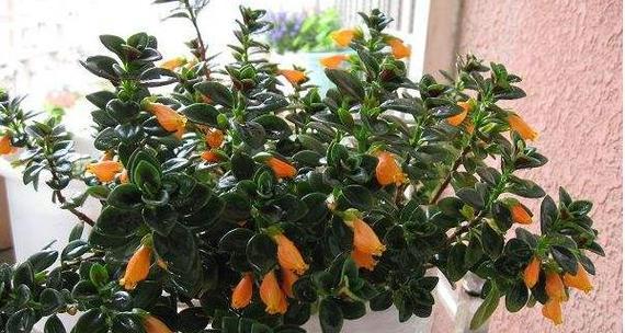 吊兰会开花吗？花期长且美丽的样子是怎样的？