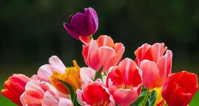 郁金香花语暗示什么？如何解读郁金香的花语含义？