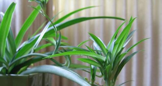 吊兰开花预示着什么意思？吊兰开花的含义是什么？