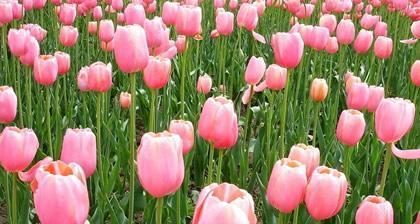 郁金香花语代表什么含义？如何正确解读郁金香的花语？