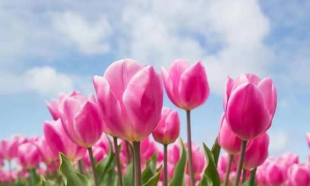 郁金香花语是什么意思？郁金香的寓意有哪些常见问题？