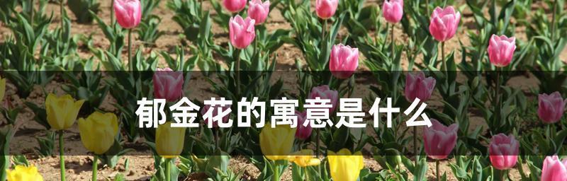 郁金香花语和寓意是什么？如何挑选代表不同情感的郁金香？