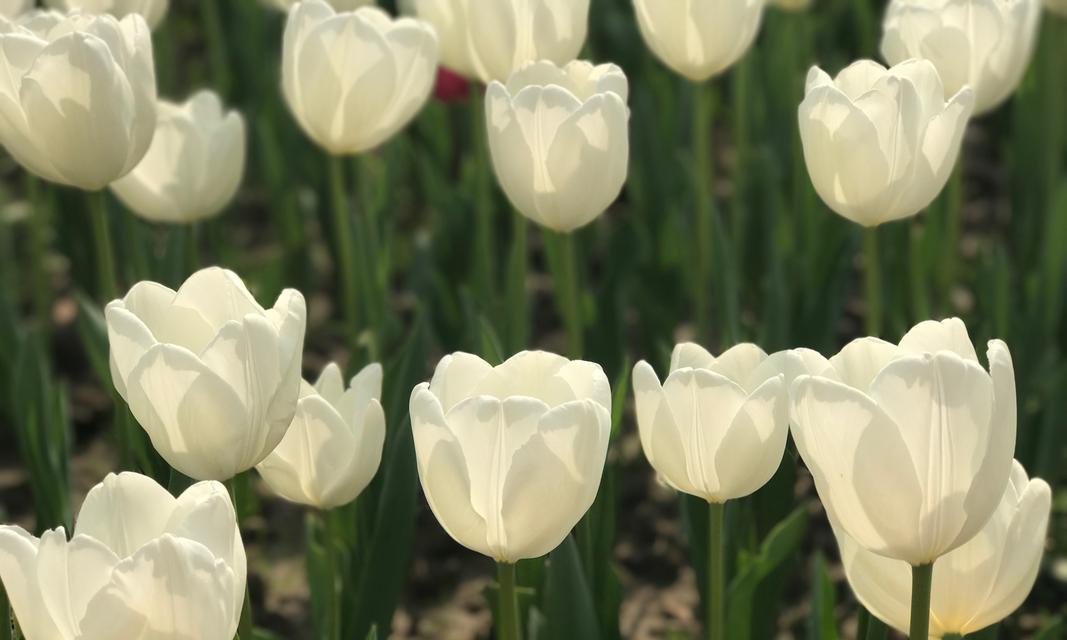 郁金香花语是什么意思？如何解读郁金香的花语含义？