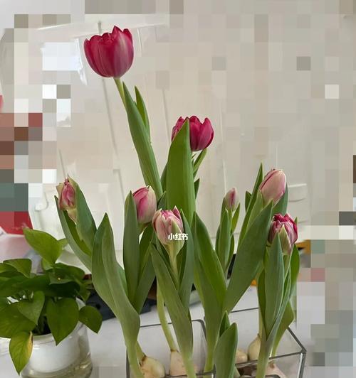 郁金香什么时候开花？花期养护要点及花语含义是什么？