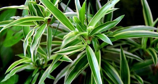 吊兰类的植物有哪些？它们的养护方法是什么？