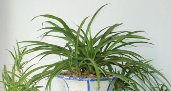 吊兰类的植物有哪些？它们的养护方法是什么？