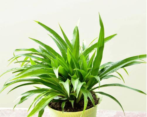 吊兰类的植物有哪些？它们的养护方法是什么？