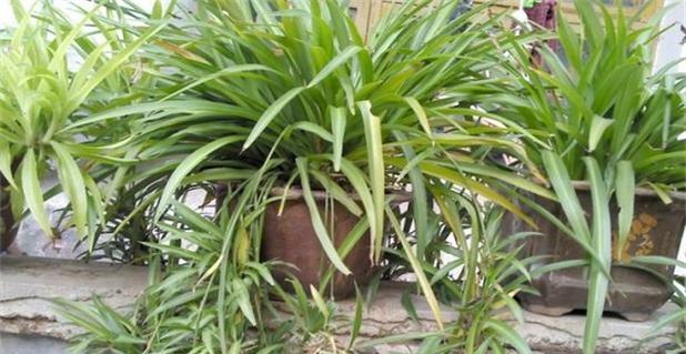 吊兰配土方法是什么？种植土壤应该如何选择？