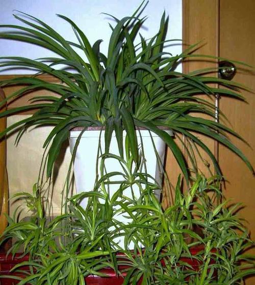 吊兰秋天会开花吗？如何促进吊兰秋季开花？