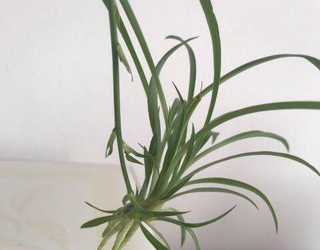 吊兰秋天会开花吗？如何促进吊兰秋季开花？