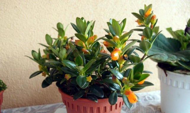 吊兰秋天会开花吗？如何促进吊兰秋季开花？
